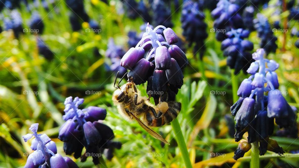 Bee on blue bell