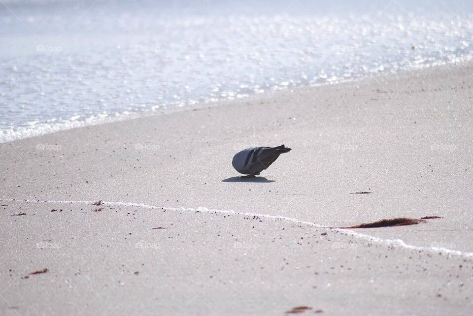 Headless pigeon