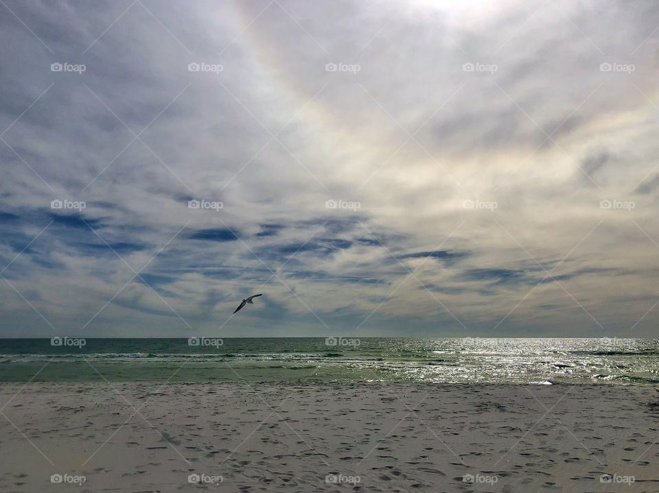 Beautiful sun halo and silhouette of seagull in flight at beach 
