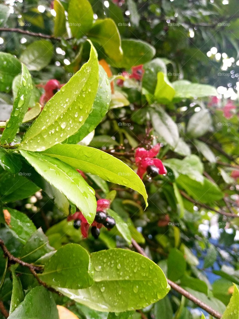 Red flowers and small black fruits