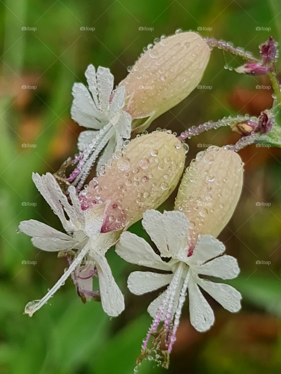 Flower bells under dew