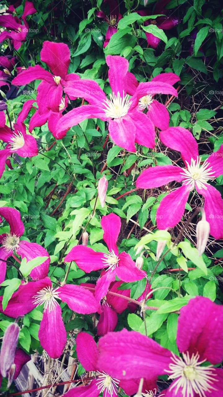 Purple Clematis