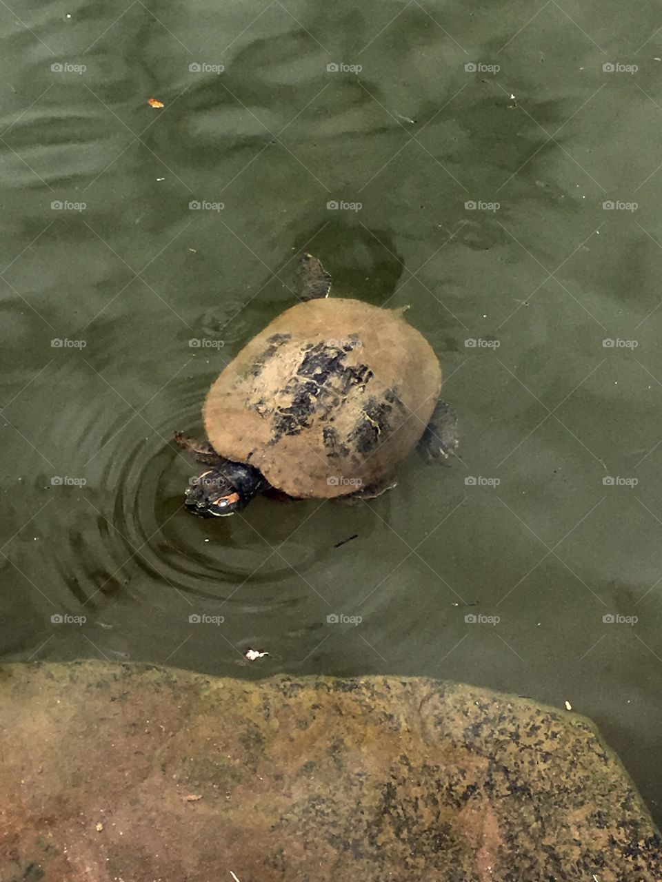 Tartaruga camuflada de pedra - Um dia gostoso no Parque Botânico - tudo em família e com muito verde. Assim vale a pena ser feliz!