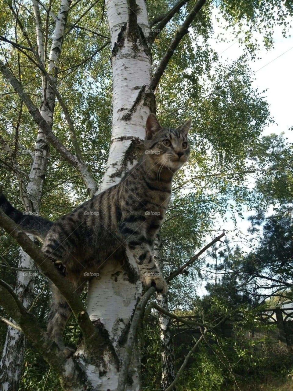 Cat Felix on the tree again