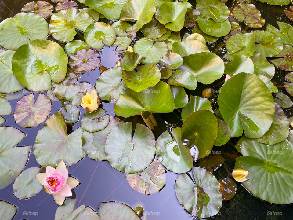 Water lilies on a garden pond, top view.