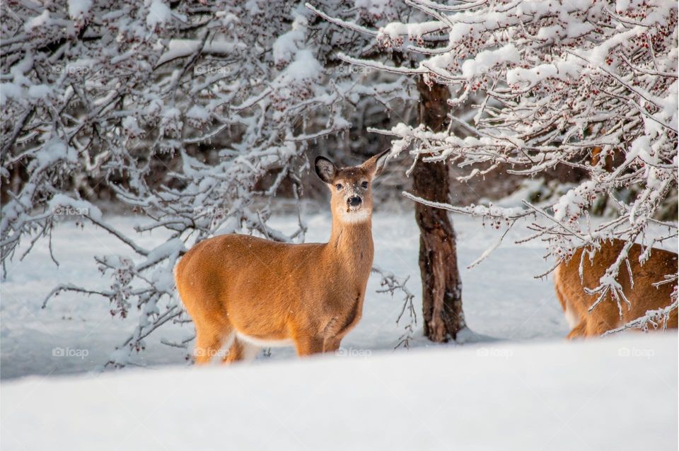 A deer in the snow with the sun in the morning