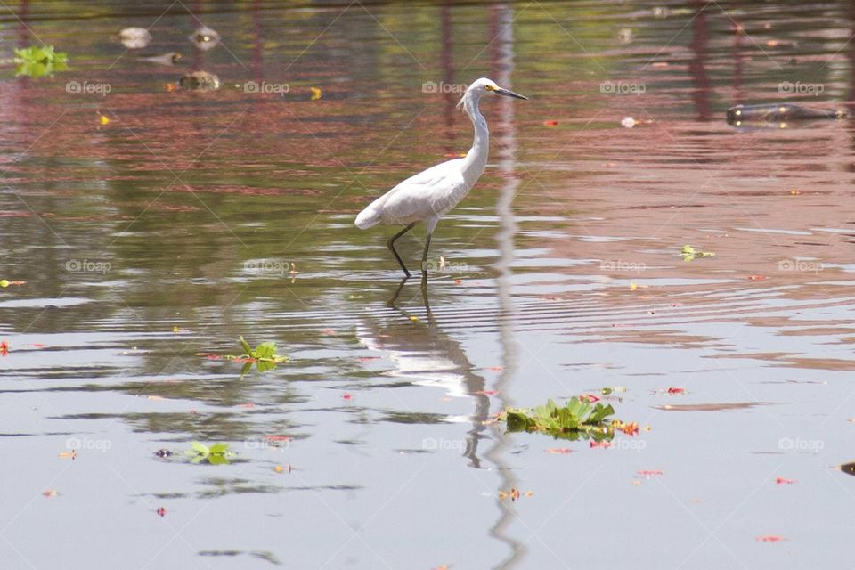 Egret