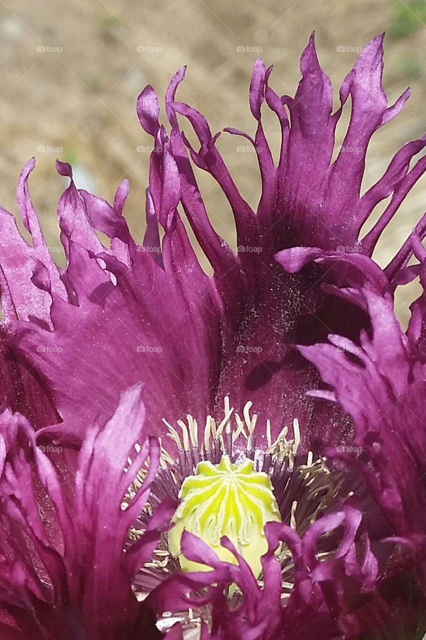 purple poppy closeup