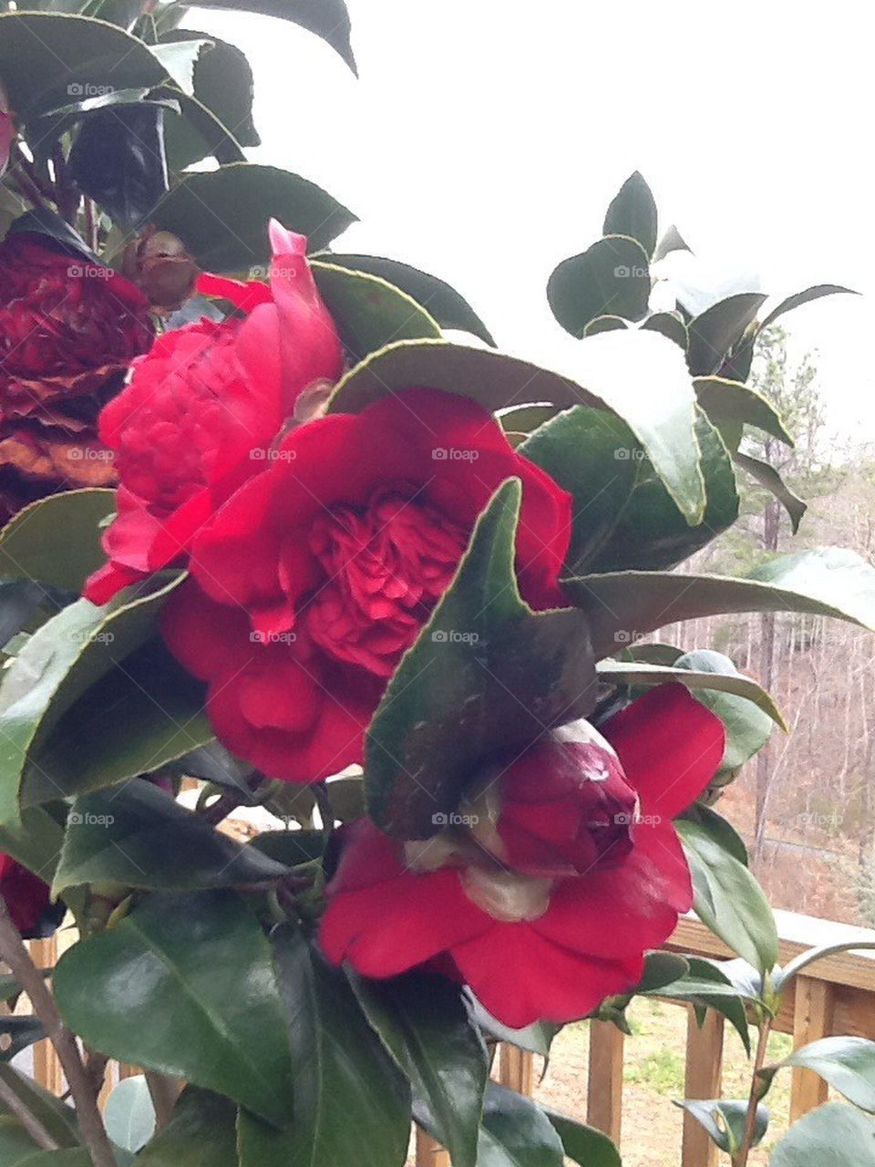 Camellia flower with buds