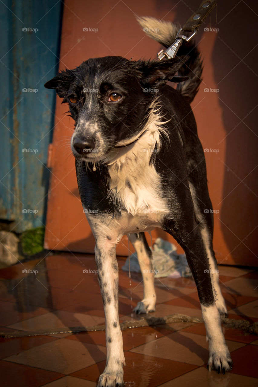 Happy dog is a clean dog