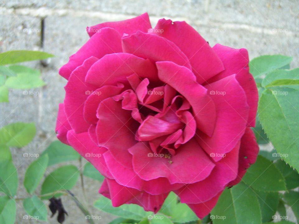 Rosa