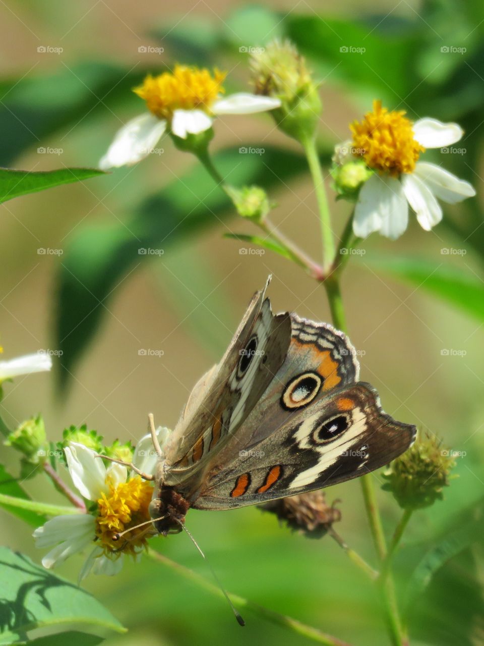 common buckeye
