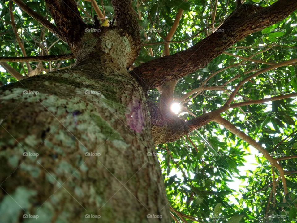 Tree branches of light