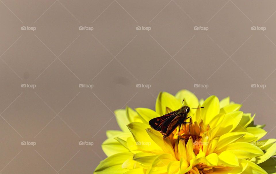 moth on a yellow flower