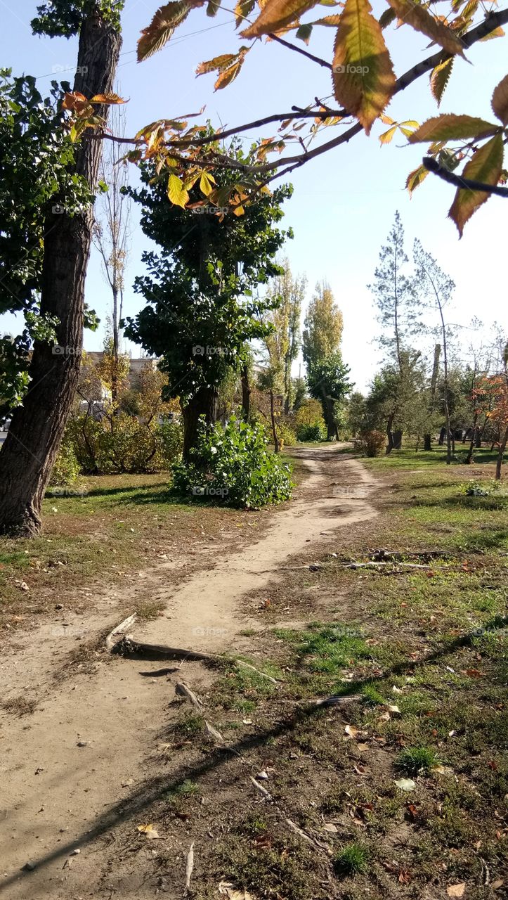 The Magical Forest Way 🌳🌱