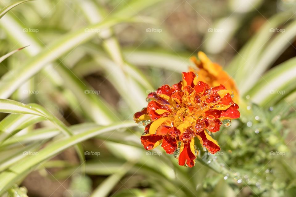 Beautiful colourful flower in the garden