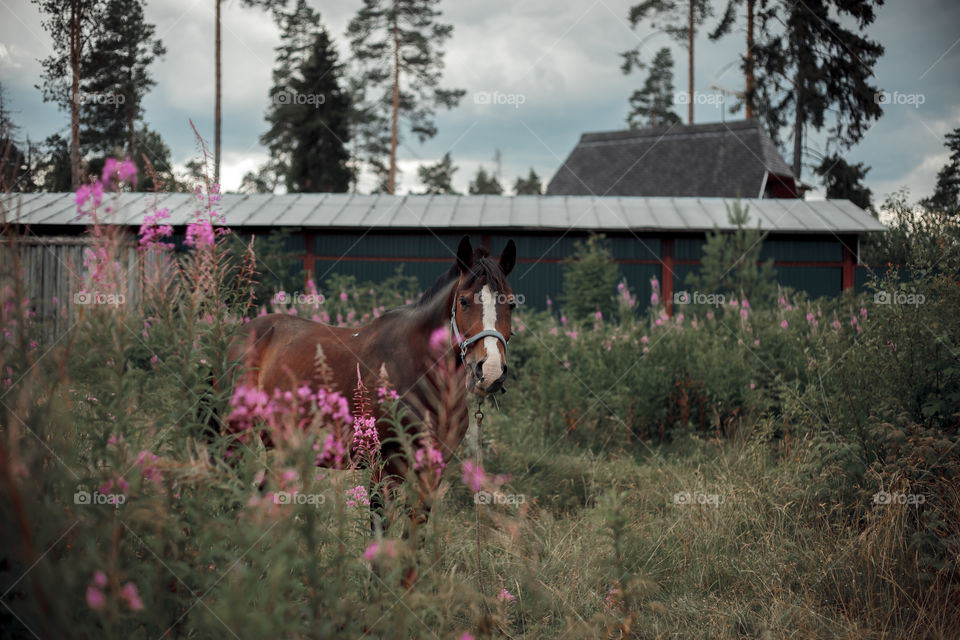 Grazing horse at summer day