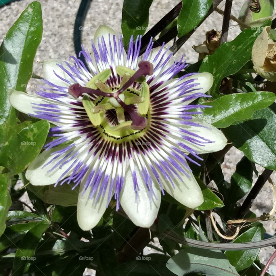 Passionsblume - Passion flower