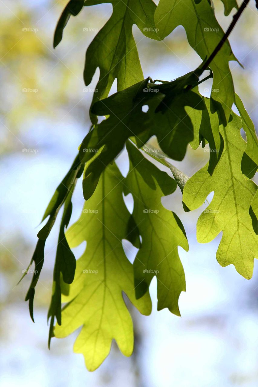 spring leaves, fresh and green.