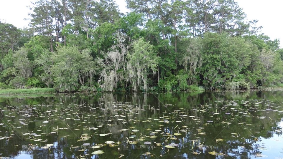 Lake Talquin. This spot is deep in the middle of the lake. Very quite and wild. 