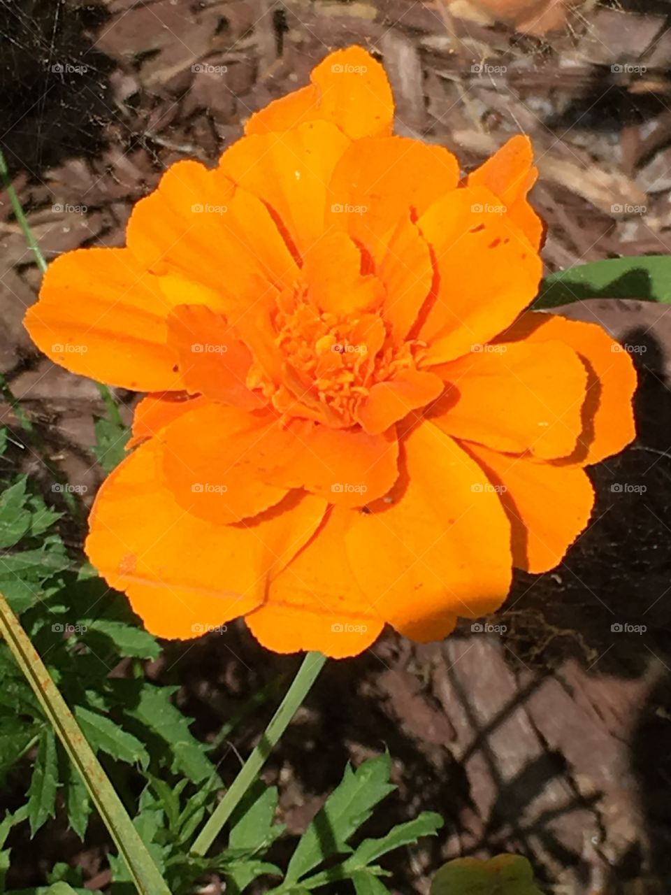 Bright Marigold