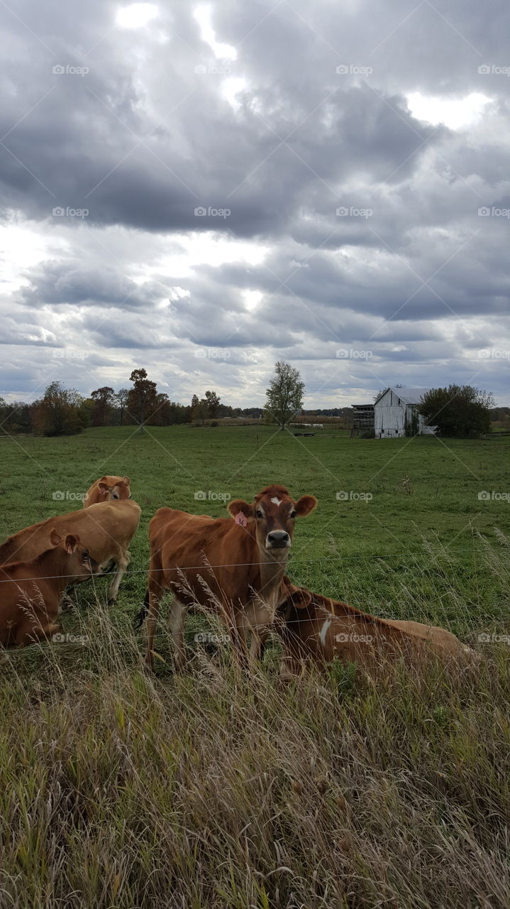 Beautiful countryside