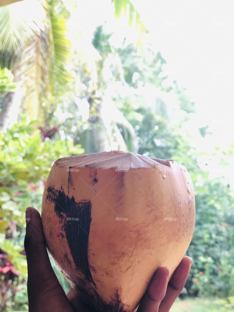 Coconut 