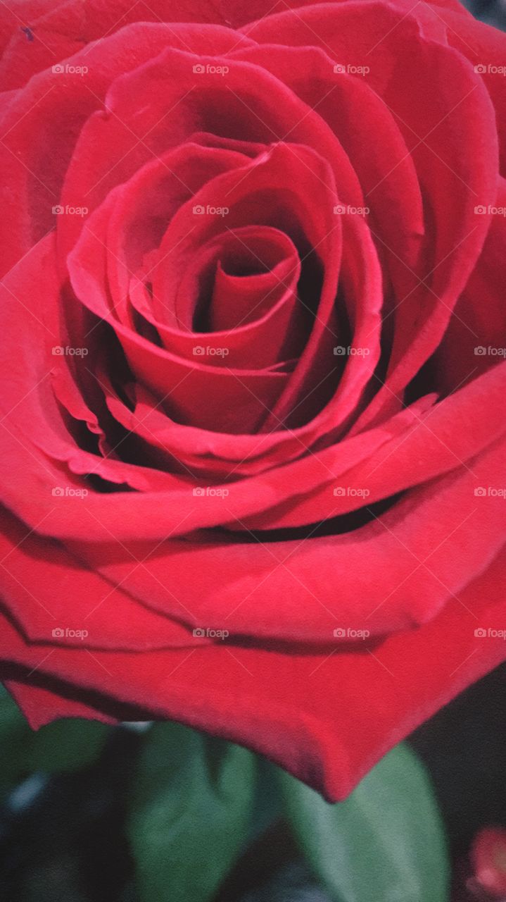 A red rose in detail
