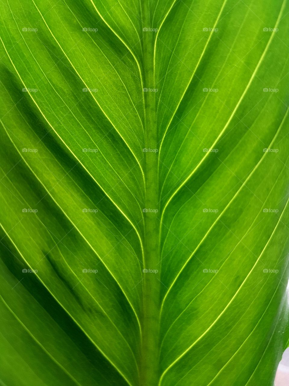 green texture leaf