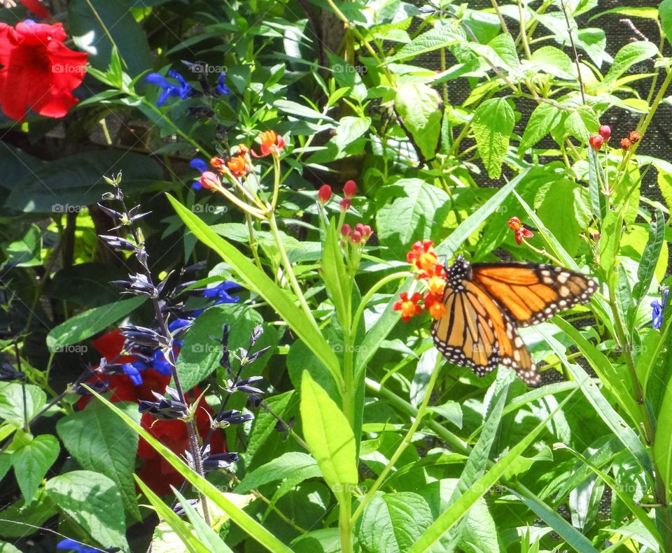 Butterfly on Flower