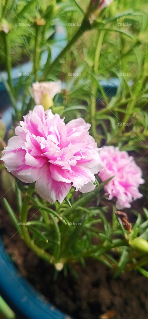 Flower pink