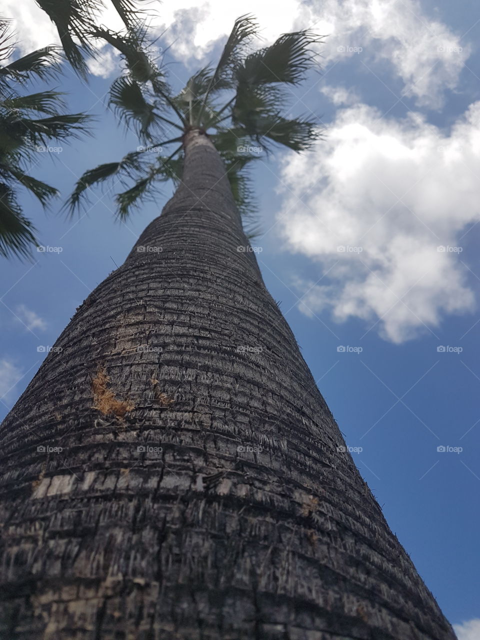 Palm palmer sky view of the food and water