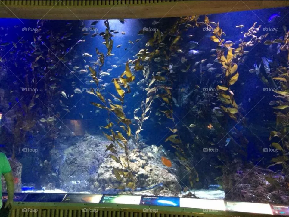 oceanografic