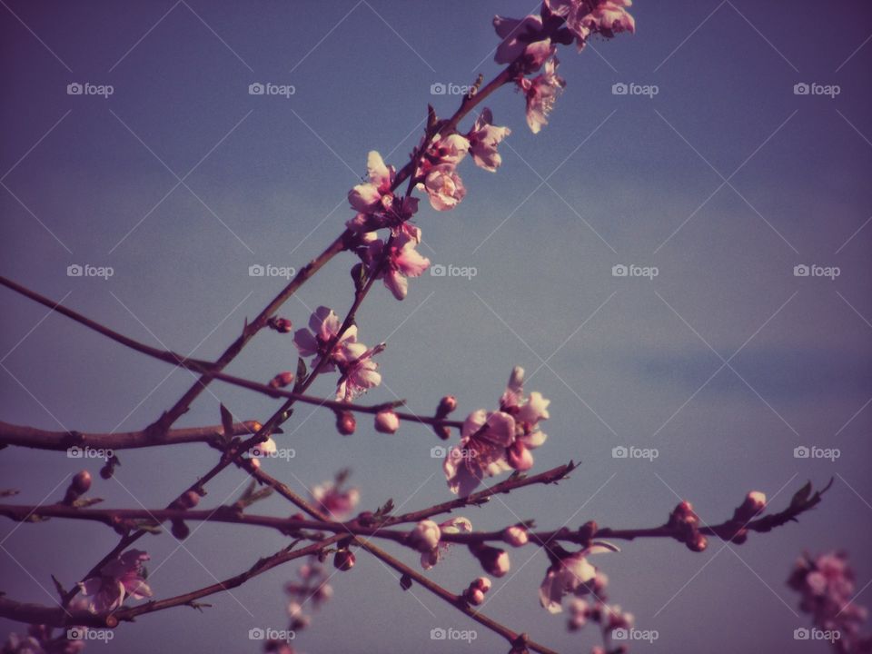 Flower, Branch, Cherry, Tree, No Person