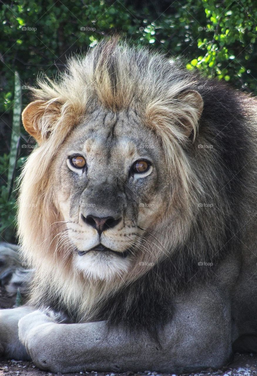 Powerful male lion. the look of a wild , free and untamed animal.