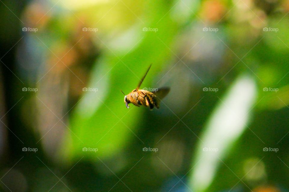 Bee - Tropical bee