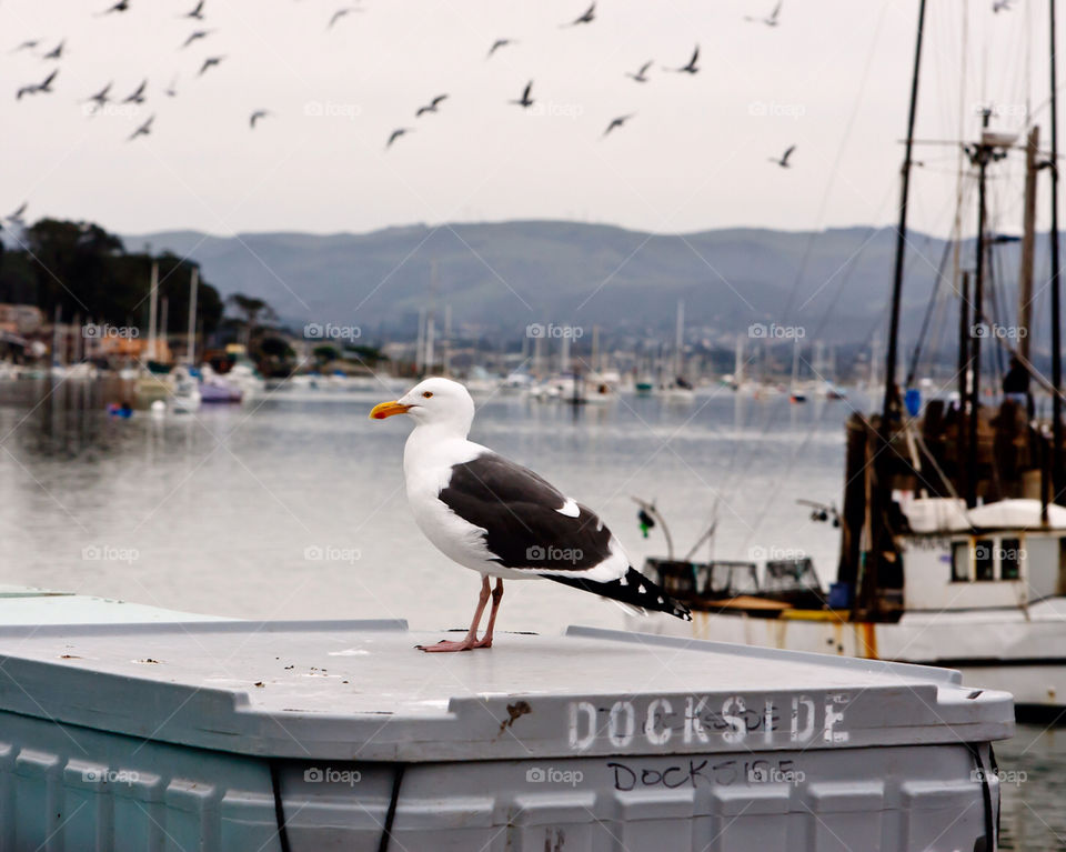 birds bay animals wildlife by hollyau92