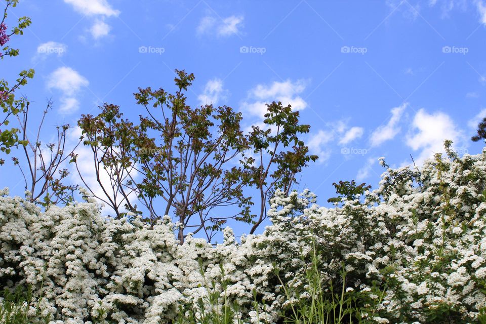 Close up of lush blooming spring plants Chionanthus with white flowers under a clear sky