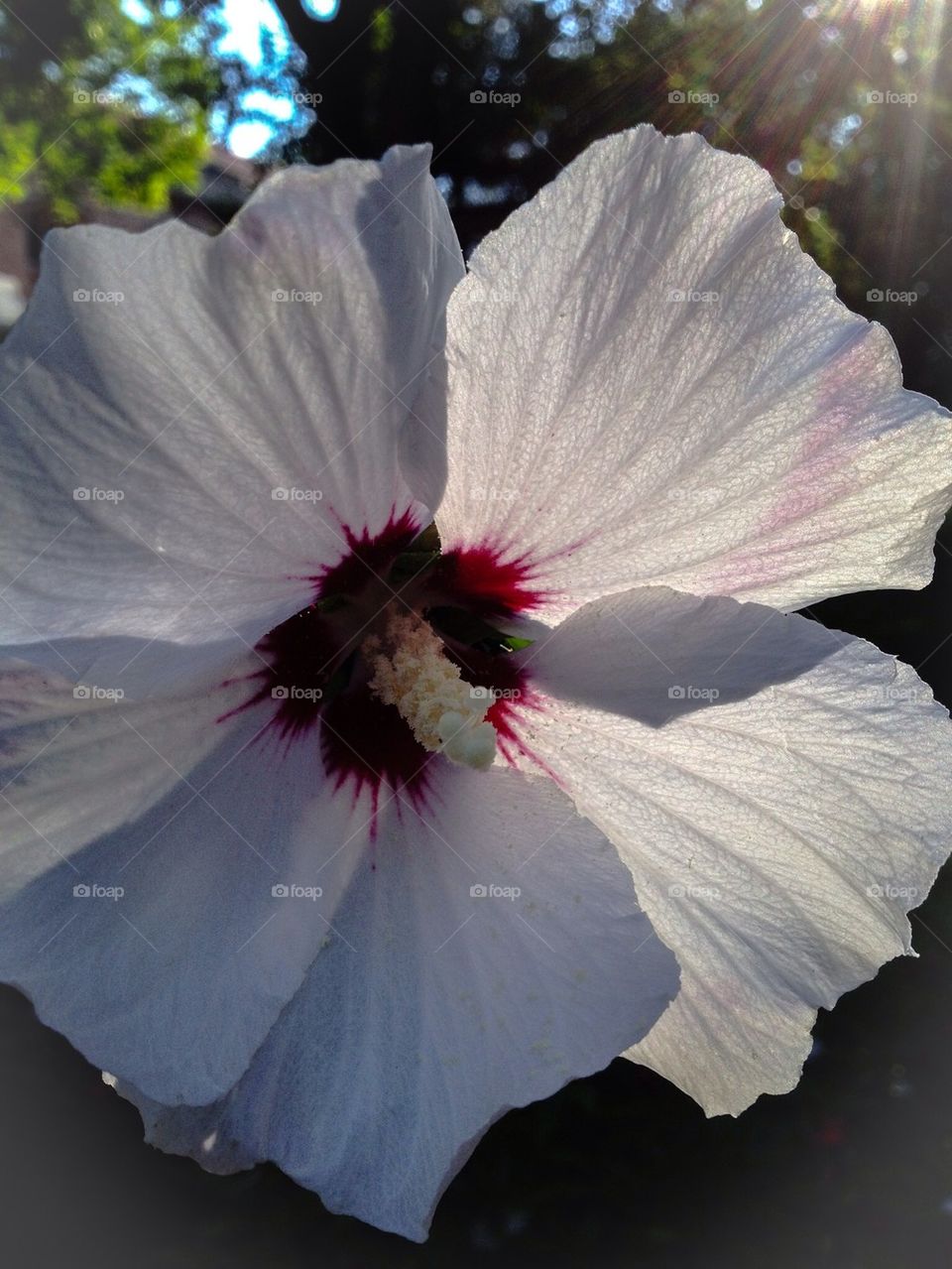 Hibiscus flower