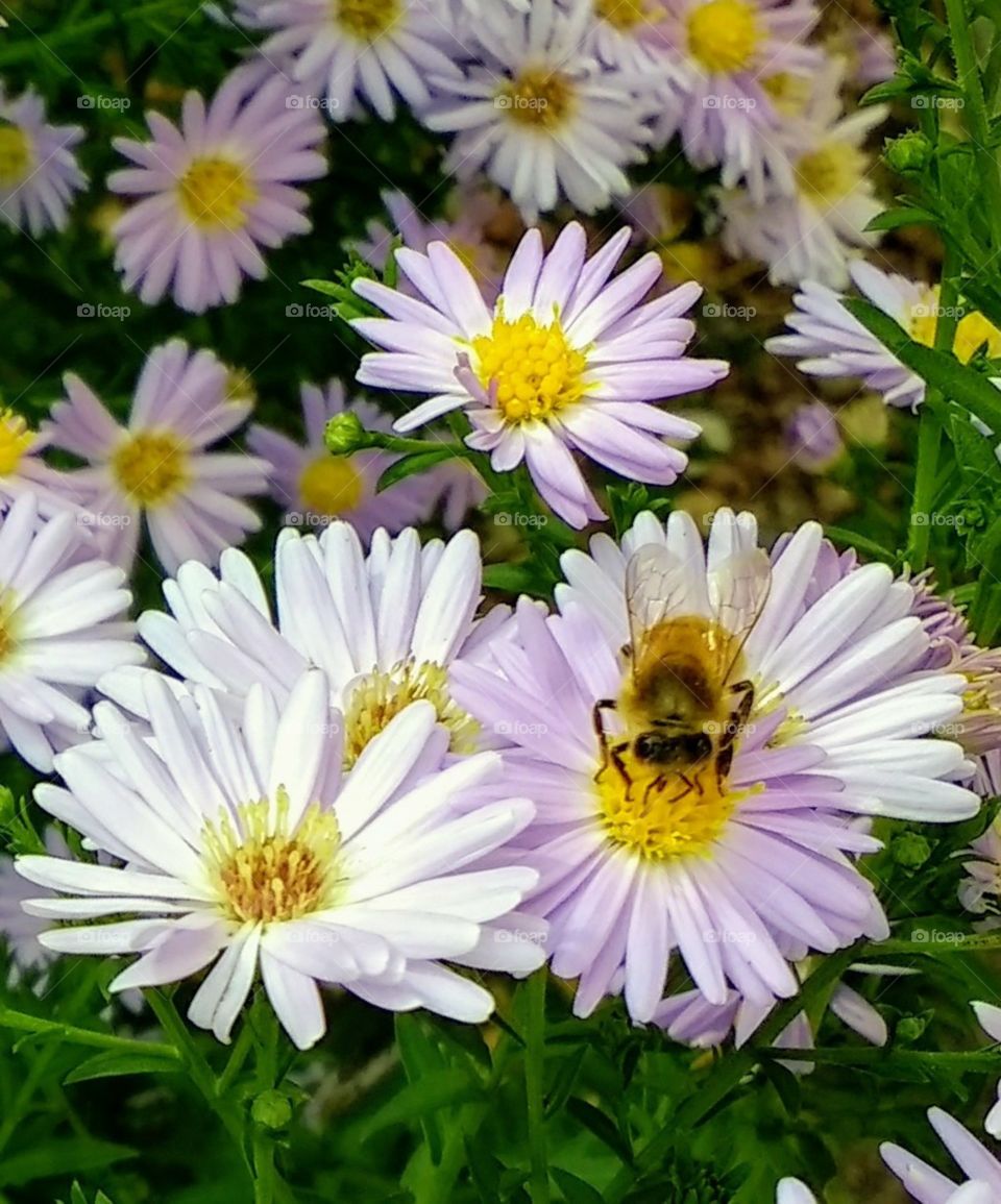 a bee taking nectar from white garden flowers