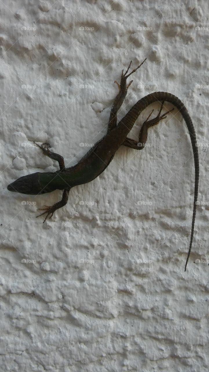 Chillin on the wall.