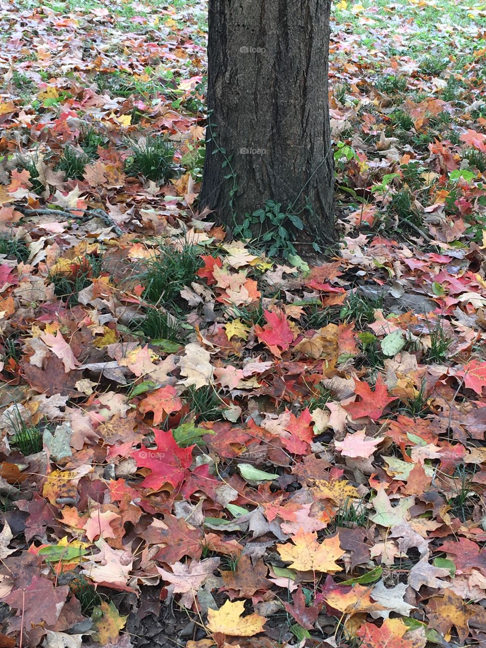 A blanket of leaves