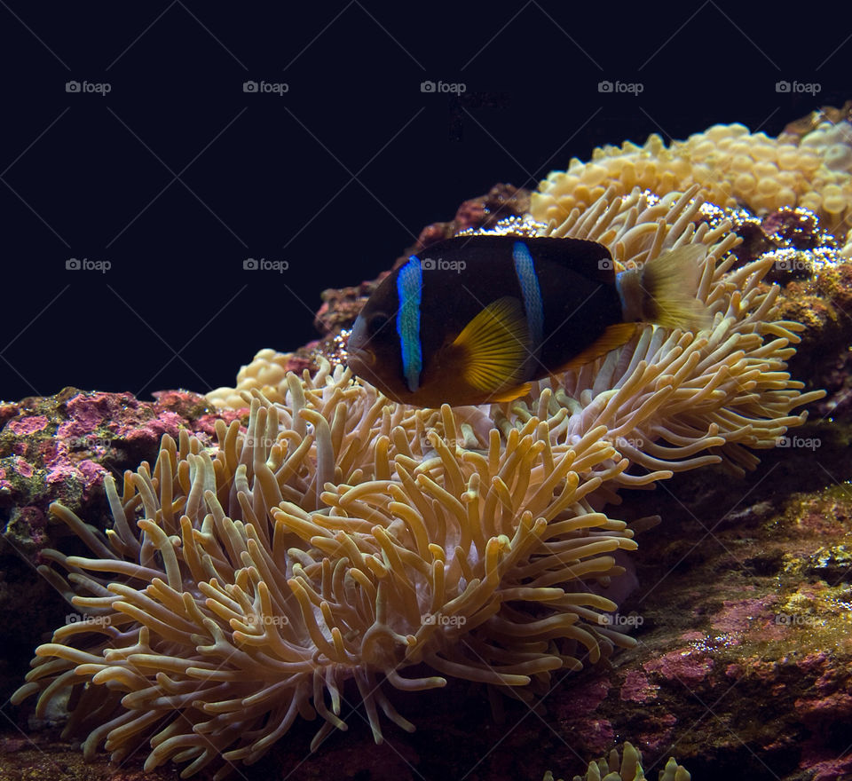 fish sea coral underwater by mio