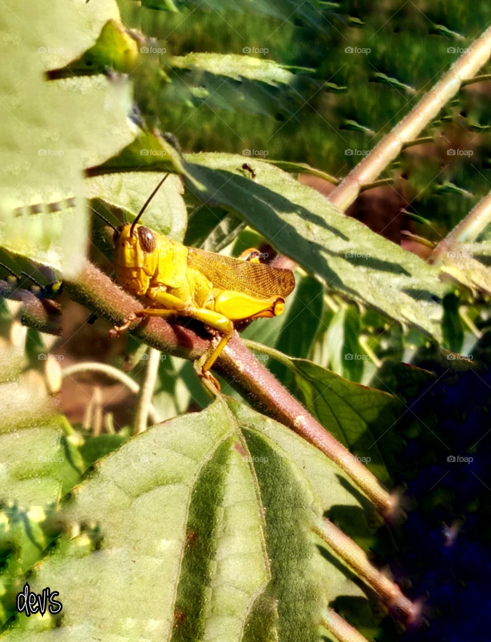 Find something to eat