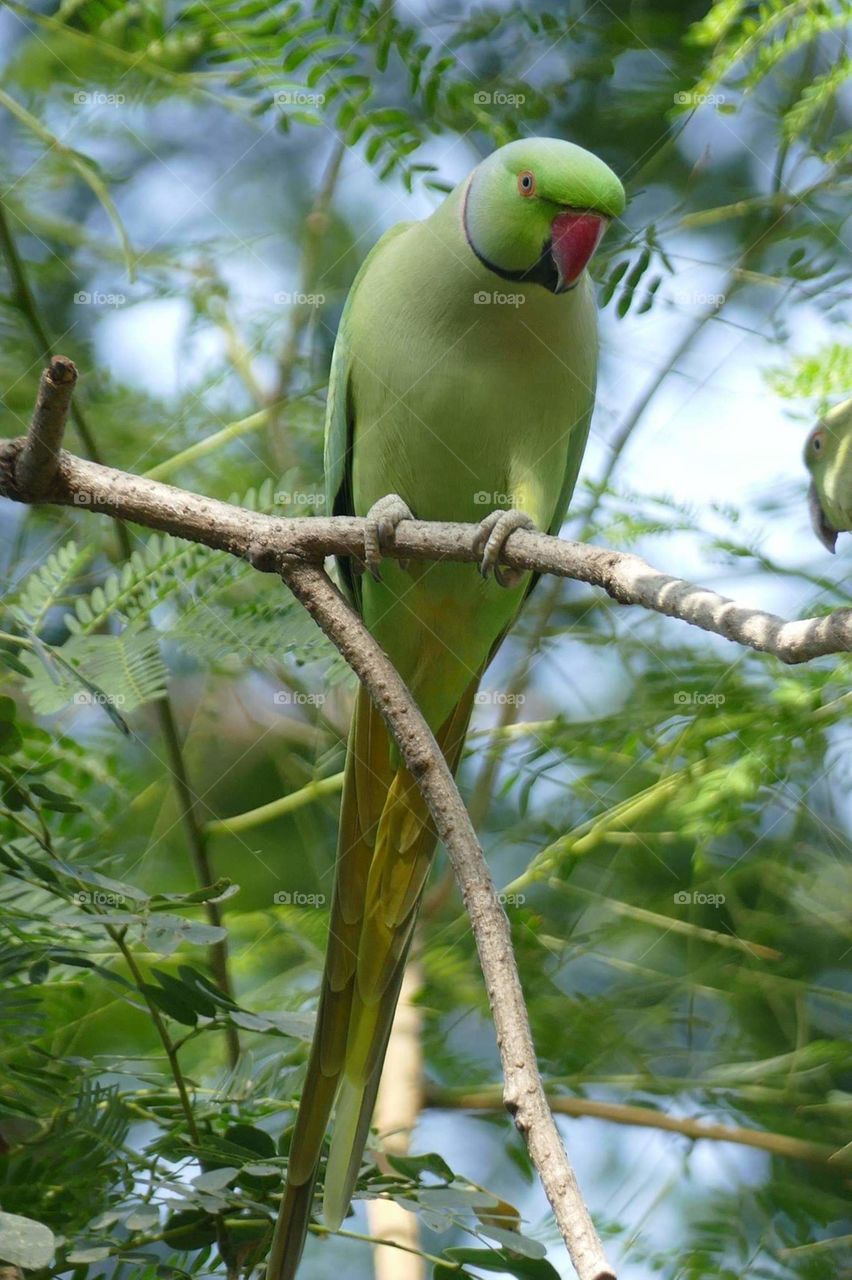 Wild parakeet