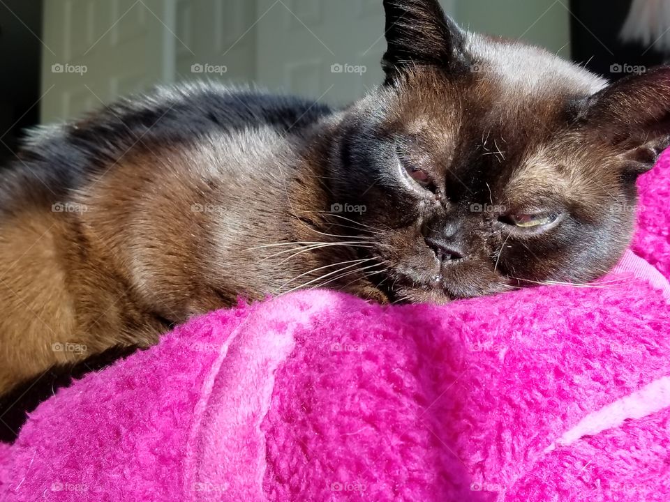 Maceo on the pink blanket