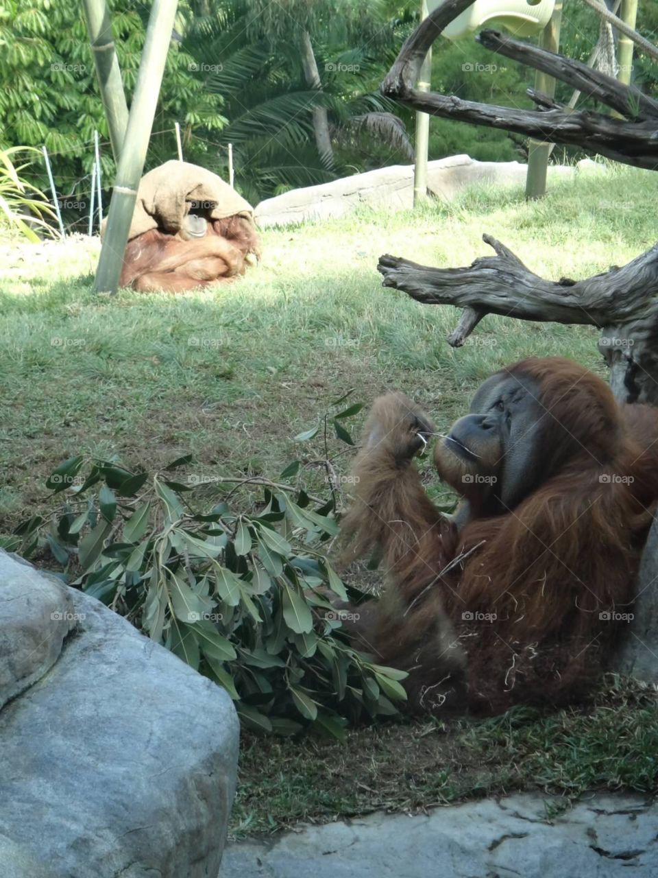 Orangutans. Orangutans at zoo