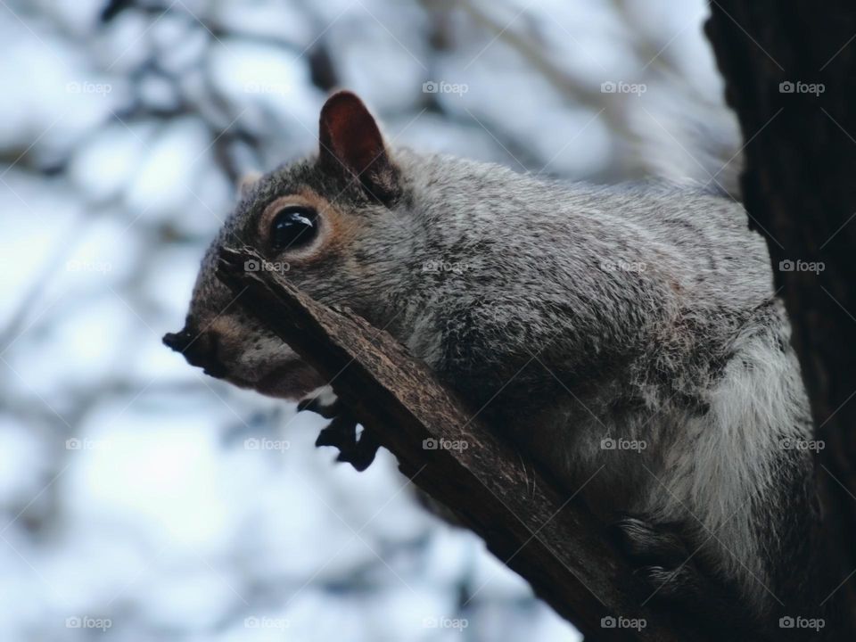 Squirrel on a tree 