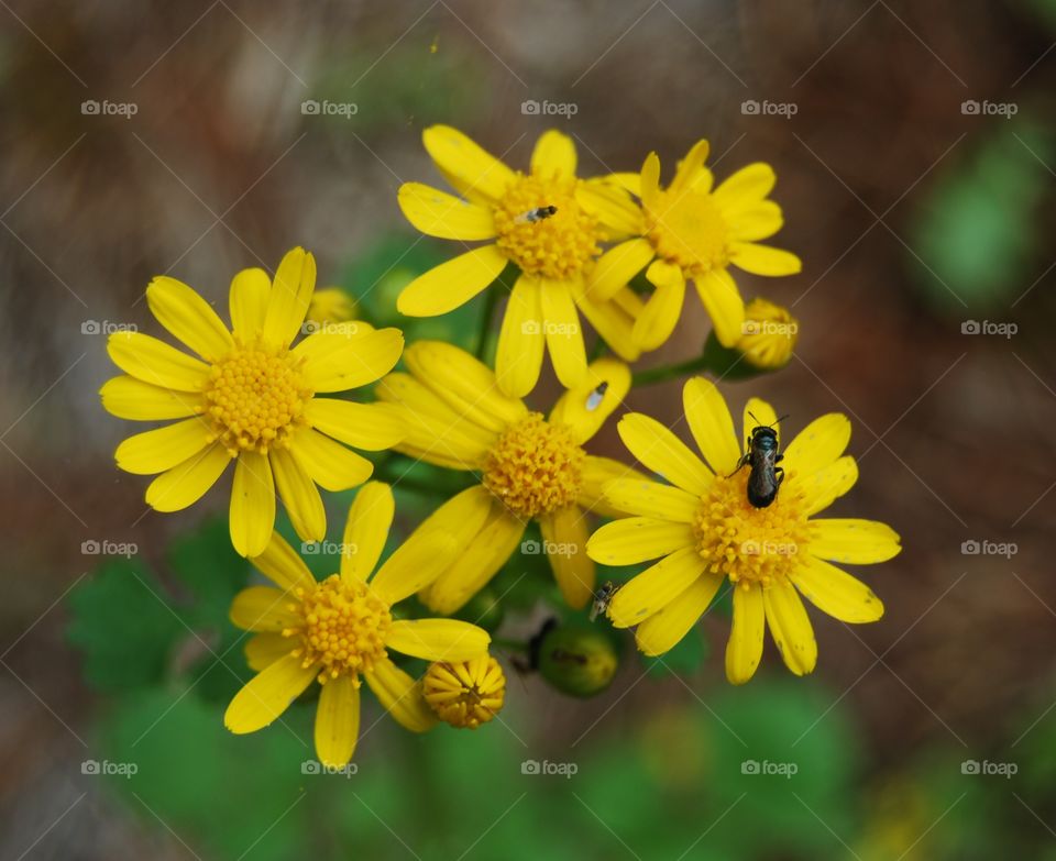 Small yellow daisies with bug