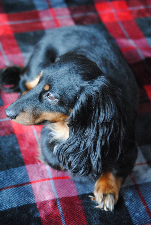 Just relaxing on a flannel blanket watching the birds and leaves blow throughout the yard. Daydreaming about chasing the animals and digging... 